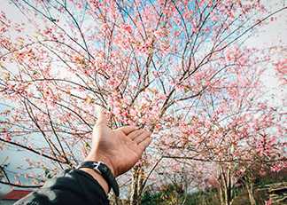 Hoa Anh Đào Ở Măng Đen